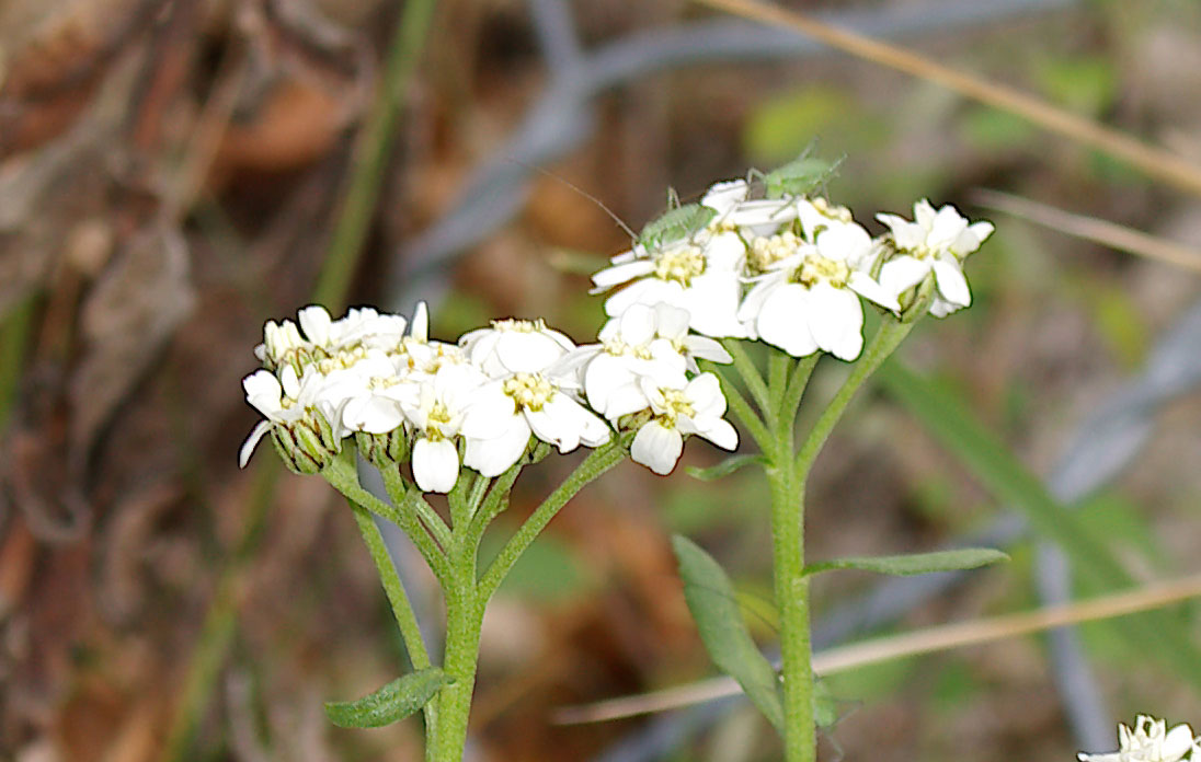 Achillea erba-rotta/Millefoglio erba-rotta